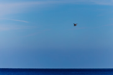 Minimalist seagull in flight over blue sky with small sea horizon. Clean natural background, freedom and nature concept, coastal wildlife, serene summer scene.