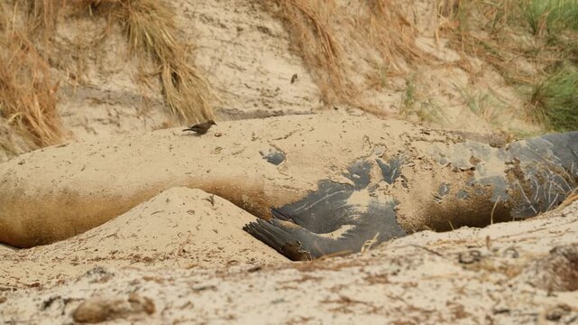 S&uuml;dlicher See-Elefant, Elefant Seals, Carcass, Carcass Island, Falkland, Falklandinseln, 4K, 50fps, mit Ton