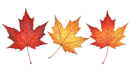 Three vibrant autumn maple leaves in shades of red and orange showcasing intricate vein patterns isolated on transparent background