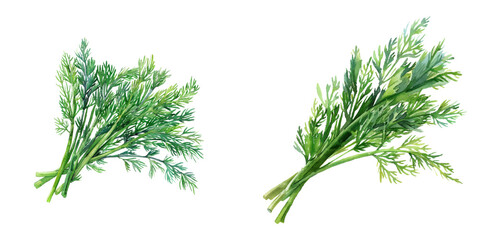 dill watercolor vector illustration