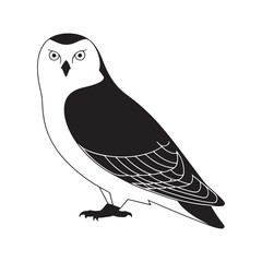 Detailed Black and White Illustration of an Owl