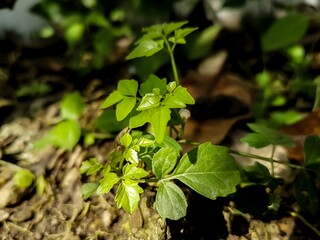 Young Green Sprout in Forest