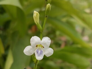 White Wildflower in Bloom