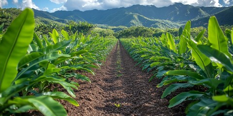 Rows of lush banana plants stretch across a wide field, with mountains rising on the horizon under a cloudy sky, symbolizing growth and tropical farming.
