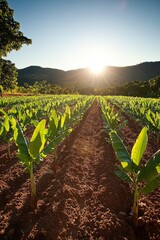 Sunset illuminates rows of banana plants and rich farm soil, peaceful shadows capturing calm, freshness, and a tranquil tropical landscape.