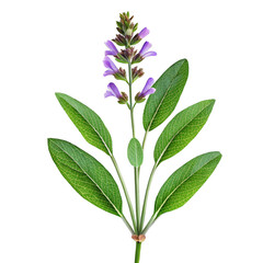Purple sage flower with green leaves image
