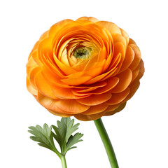 Vibrant orange ranunculus flower with green stem and leaves image