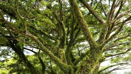 Close-up of a tropical tree covered in dense epiphytes and ferns under daylight, highlighting natural biodiversity and lush greenery in a vibrant rainforest setting.