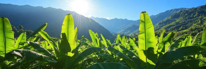 Vivid green banana leaves under direct sunlight, valley mountains in the background, symbolizing energy, healthy farming, and summer tropics.