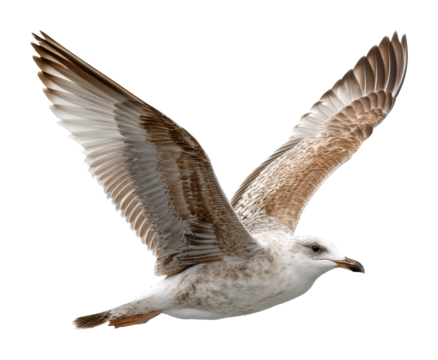 Seagull in flight over ocean wildlife aerial view nature isolated on transparent background, png - Powered by Adobe