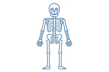 Human Skeleton Illustration