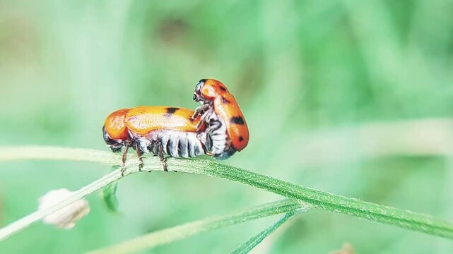 Closeup View of Mating Clytra quadripunctata Beetles on Green Grass Leaf in Natural Habitat