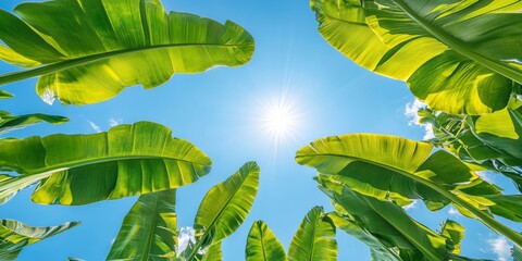 Wide view of banana plantation with brilliant green leaves shimmering in sunlight, open blue sky highlights freshness and tropical abundance.