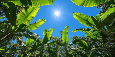 Wide view of banana plantation with brilliant green leaves shimmering in sunlight, open blue sky highlights freshness and tropical abundance.