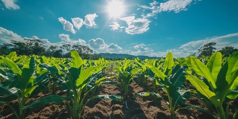 Expansive banana plantation fills a sunny green valley, with rows of healthy plants stretching toward distant hills beneath a dramatic blue sky.