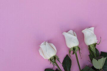 White roses on a pink background,place for text, postcard, roses, day, free space, top view