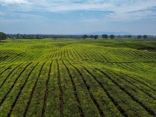 Aerial View of Lush Tea Plantations on Rolling Hills in Indonesia