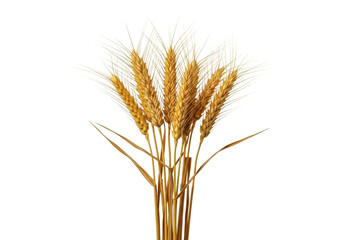 Fototapeta premium A cluster of golden-ripe wheat stalks with plump grain ears and dry, curled leaves, centrally positioned on a pristine, clean white background with negative space. Concept of natural harvest and