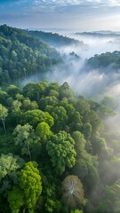 Majestic Forest Mist Aerial Nature Landscape wallpaper 