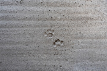 A cat's paw prints etched into the sandy ground, showing animal traces