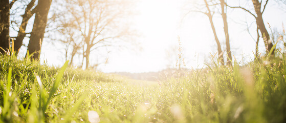 A fresh spring sunny garden background of green grass and blurred foliage bokeh.