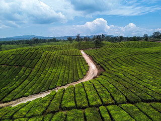 Aerial Photo of Tea Fields and Winding Dirt Road in Indonesia