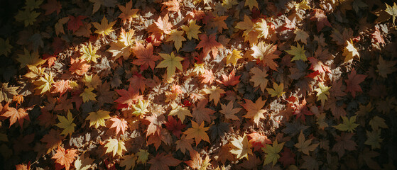 Autumn leaves background. Autumn composition.
