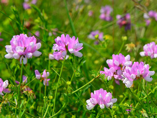 Fototapeta premium Detail of pink flowers among cattle fodder in the meadows of Transylvania 
