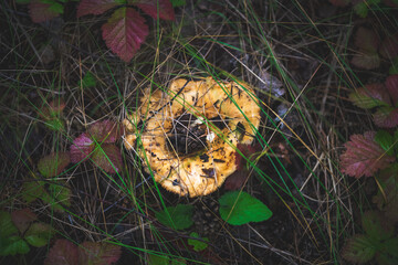 Mushroom featuring a vibrant yellow cap adorned with dark spots, growing amidst a mix of green and...