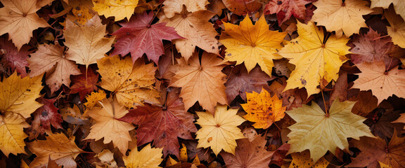 Autumn leaves background. Autumn composition.