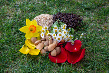 Colorful Composition of Flowers, Nuts, and Seeds on Green Grass