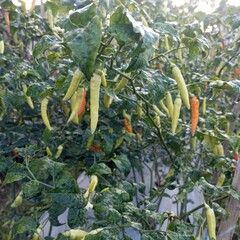 vegetables in the garden Yellow and red hot chili plants ready to harve
