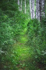 Obraz premium Lush green vegetation envelops a narrow grassy path meandering through a tranquil birch forest, fostering a serene and inviting atmosphere perfect for peaceful exploration