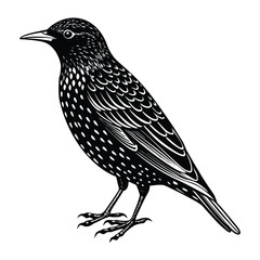 a black and white drawing of a starling.