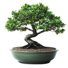 Bonsai tree stands elegantly in a round pot displaying its intricate twisted trunk and vibrant green foliage on transparent background
