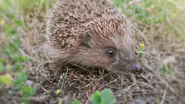 Hedgehog sniffs the smells. Erinaceus europaeus, also known as European hedgehog or common hedgehog