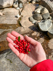 Hand in red jacket holding bunch of ripe wild lingonberries with green leaves in natural light