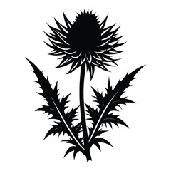 a black and white illustration of a thistle flower