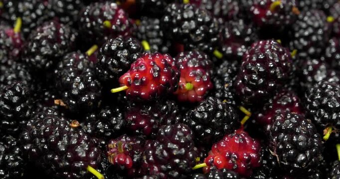 Mulberry berries. Mulberry - fruit tree whose fruits have many beneficial properties. Morus, genus of flowering plants in family Moraceae, consists of 19 species of trees commonly known as mulberries