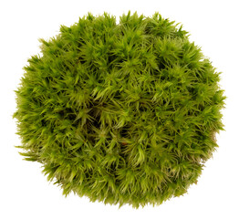 Green grass round shape on white background. Forest moss isolate