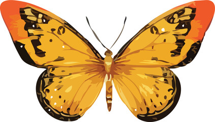 butterfly vector art