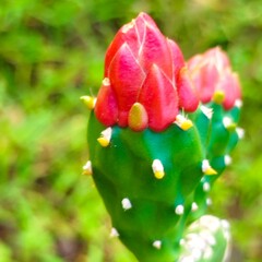 Cactus flower (Opuntia Cochenillifera), red flower
