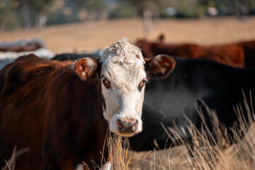 livestock in a meadow, sustainable carbon neutral farming being practiced. regenerative raised cows...