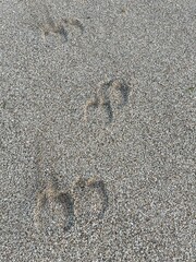 camel footprint in sand in the morning sunshine