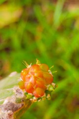Cactus flower (Opuntia Cochenillifera), red flower
