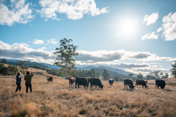 livestock in a meadow, sustainable carbon neutral farming being practiced. regenerative raised cows in a field. agricultural technology innovation in australia