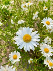 Fototapeta premium daisies in the garden
