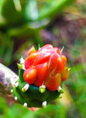 Cactus flower (Opuntia Cochenillifera), red flower
