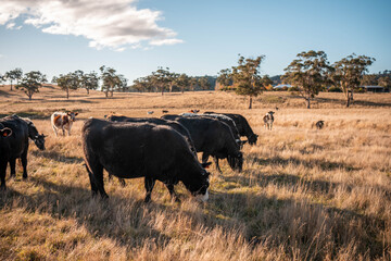 livestock in a meadow, sustainable carbon neutral farming being practiced. regenerative raised cows in a field. agricultural technology innovation in australia