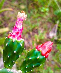 Cactus flower (Opuntia Cochenillifera), red flower
